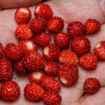 Sałatka makaronowa – Przepisy i porady